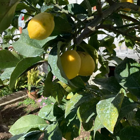 Bed & Breakfast Itaca Piano di Sorrento