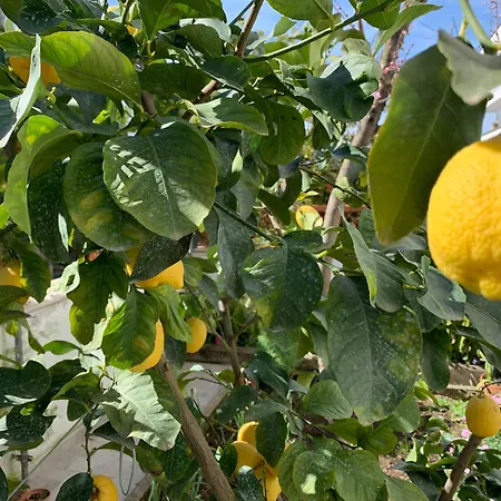 Bed & Breakfast Itaca Piano di Sorrento