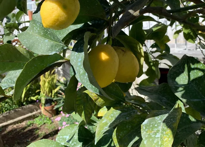 Alojamento de Acomodação e Pequeno-almoço Itaca Piano di Sorrento